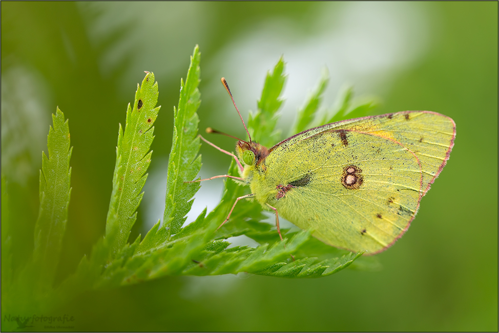 hufeisenklee-gelbling ( colias alfacariensis ) 01/13