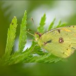 hufeisenklee-gelbling ( colias alfacariensis ) 01/13