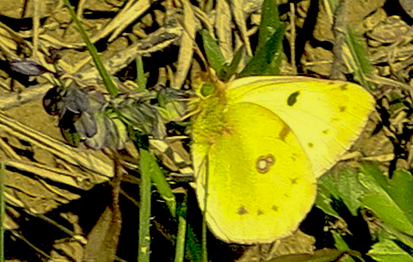 Hufeisenklee-Gelbling (Colias alfacariensis)