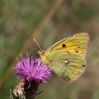 Hufeisenklee - Gelbling (Colias alfacariensis)