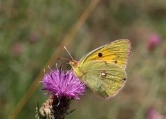 Hufeisenklee - Gelbling (Colias alfacariensis)