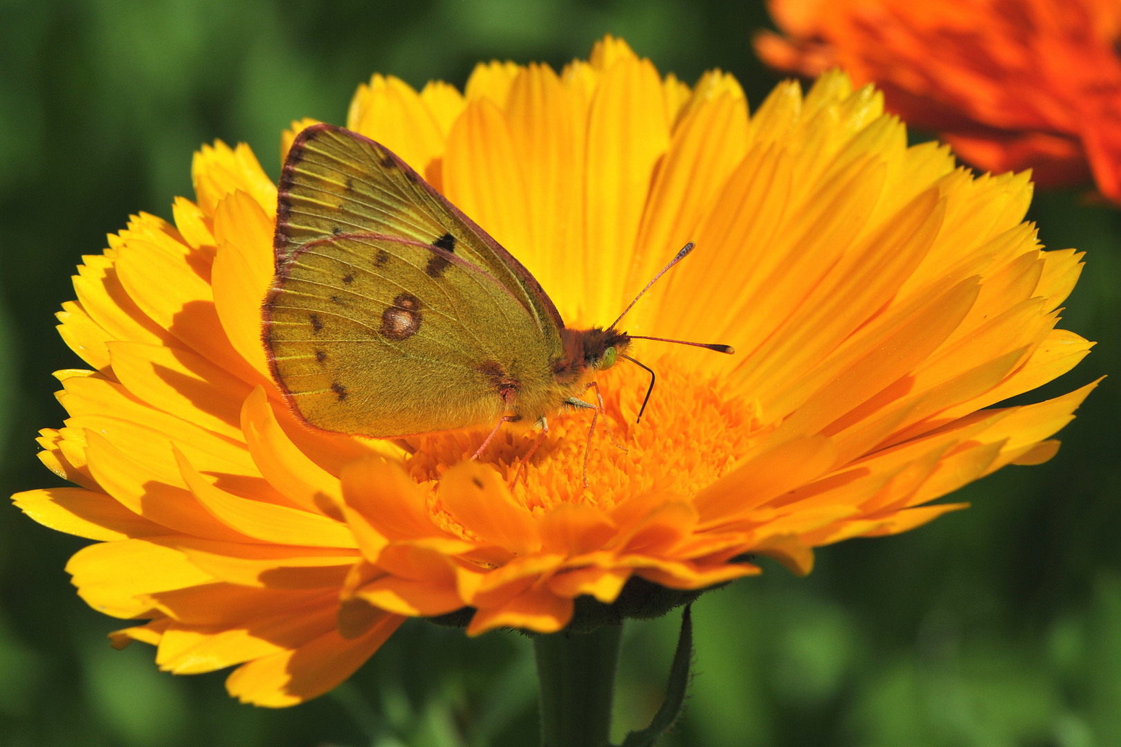 Hufeisenklee-Gelbling - (Colias alfacariensis)