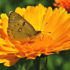 Hufeisenklee-Gelbling - (Colias alfacariensis)