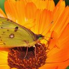 Hufeisenklee-Gelbling - (Colias alfacariensis)