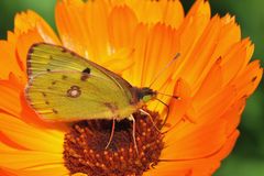 Hufeisenklee-Gelbling - (Colias alfacariensis)