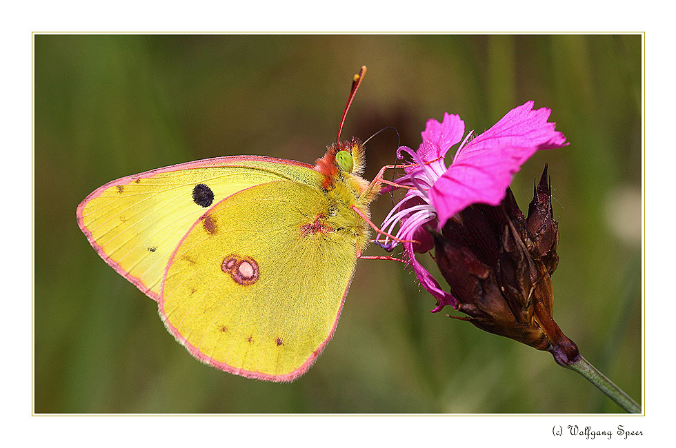 Hufeisenklee-Gelbling (Colias alfacariensis) (2)