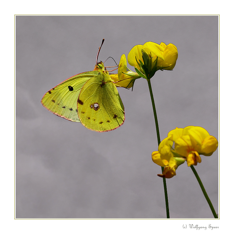 Hufeisenklee-Gelbling (Colias alfacariensis) (2)