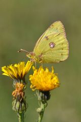 Hufeisenklee-Gelbling (Colias alfacariensis)