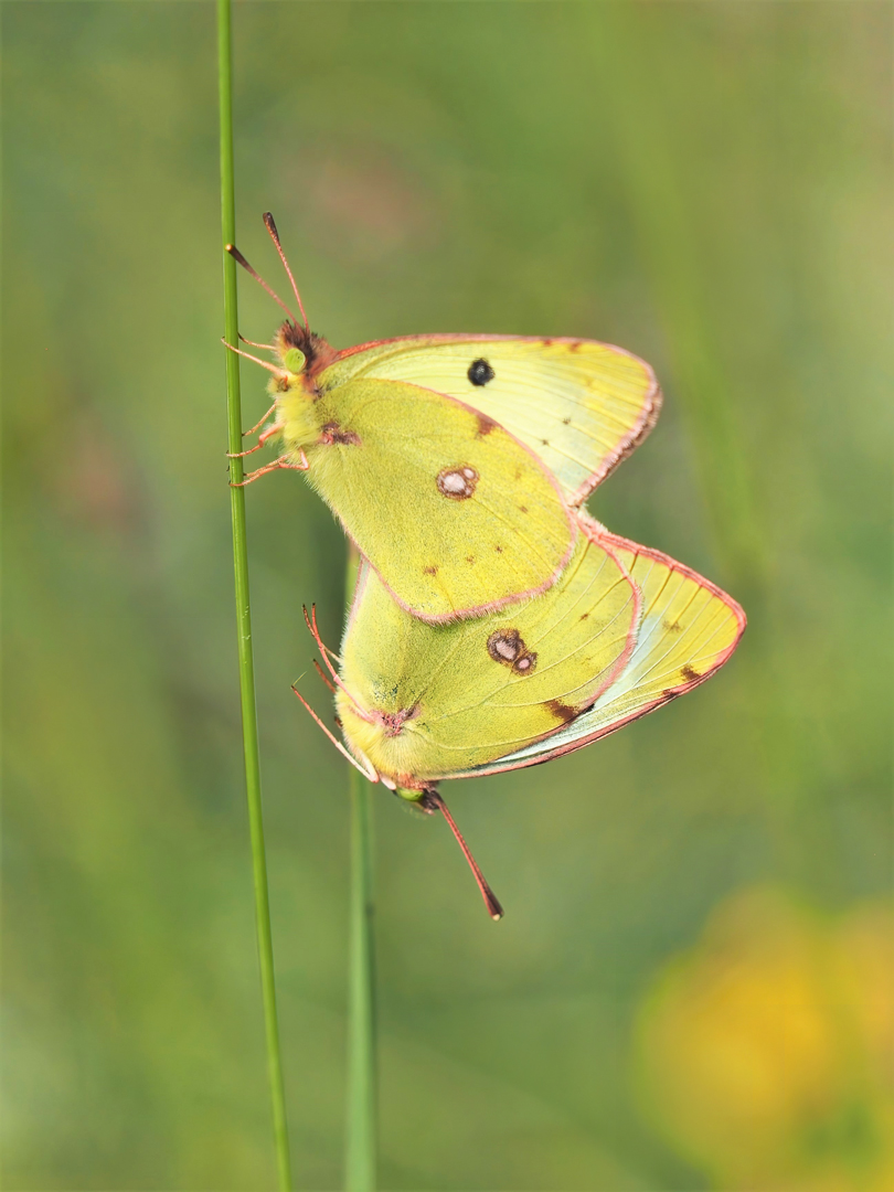 Hufeisenklee-Gelbling (Colias alfacariensis)