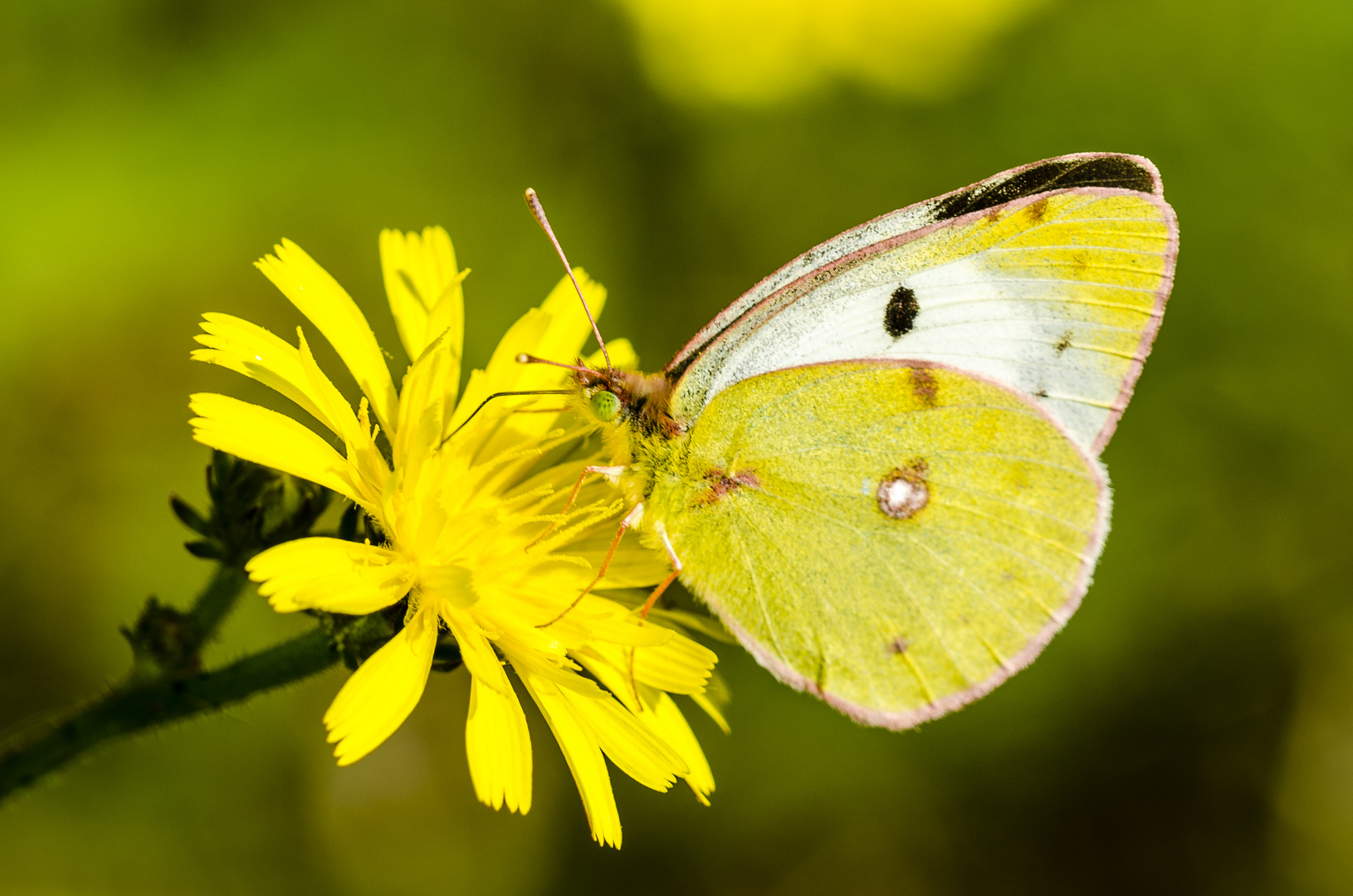 Hufeisenklee-Gelbling (Colias alfacariensis)