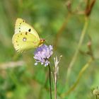 Hufeisenklee-Gelbling (Colias alfacariensis)