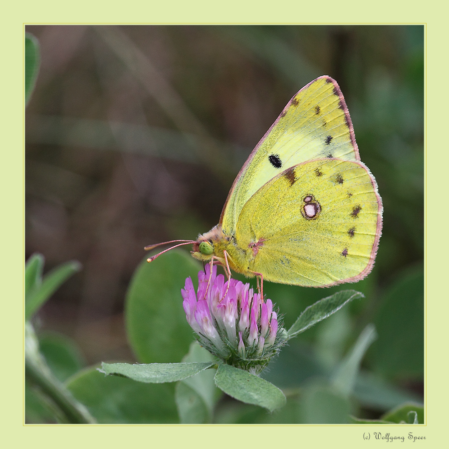 Hufeisenklee-Gelbling (Colias alfacariensis)