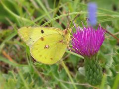 Hufeisenklee-Gelbling (Colias alfacariensis)