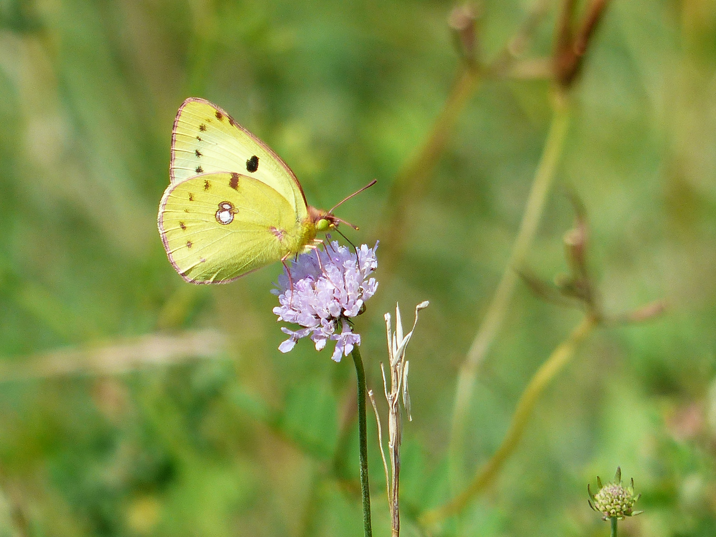 Hufeisenklee-Gelbling (Colias alfacariensis)