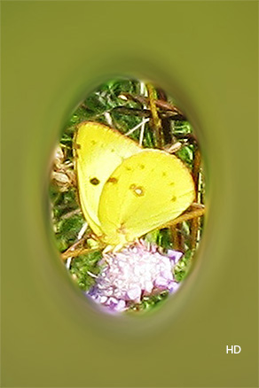 Hufeisenklee-Gelbling (Colias alfacariensis)