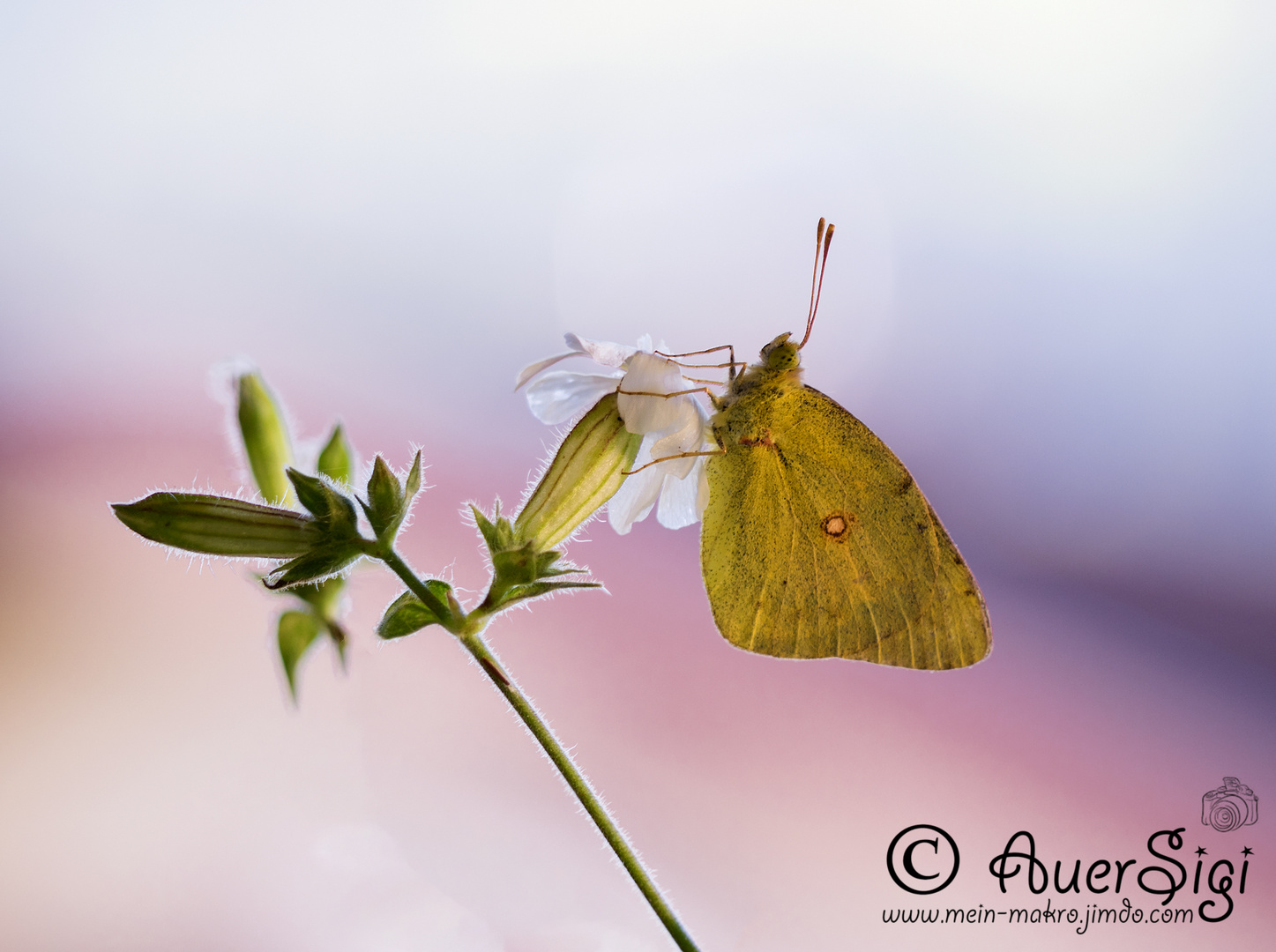 Hufeisenklee-Gelbling - Colias alfacariensis 