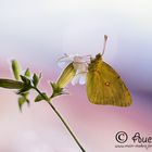 Hufeisenklee-Gelbling - Colias alfacariensis 