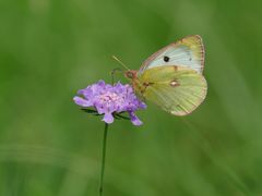 Hufeisenklee-Gelbling (Colias alfacariensis)