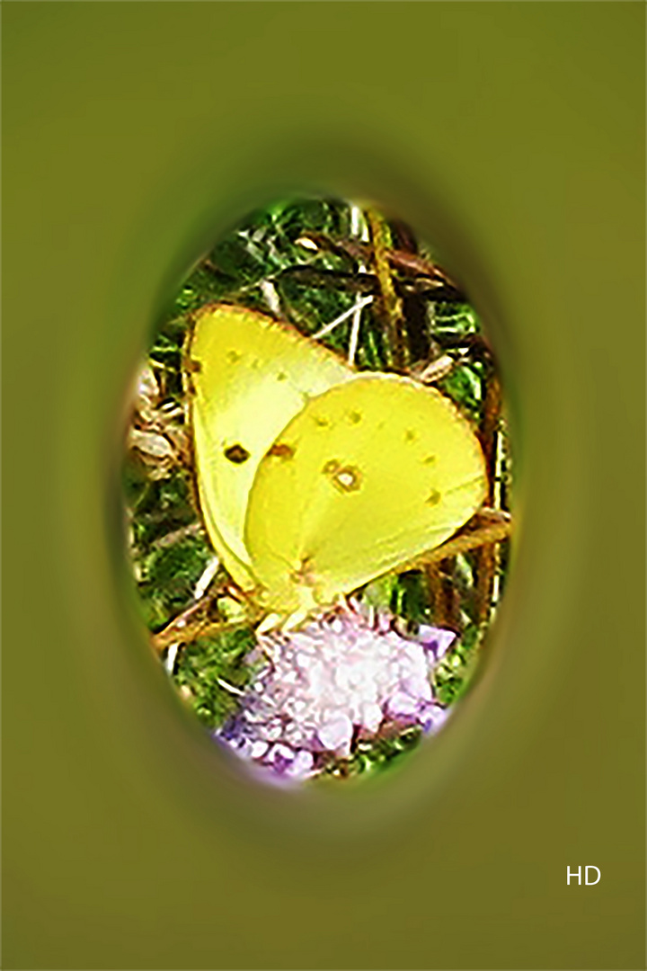 Hufeisenklee-Gelbling (Colias alfacariensis)