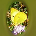 Hufeisenklee-Gelbling (Colias alfacariensis)