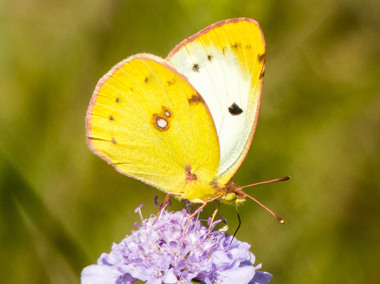 Hufeisenklee-Gelbling (Colias alfacariensis)