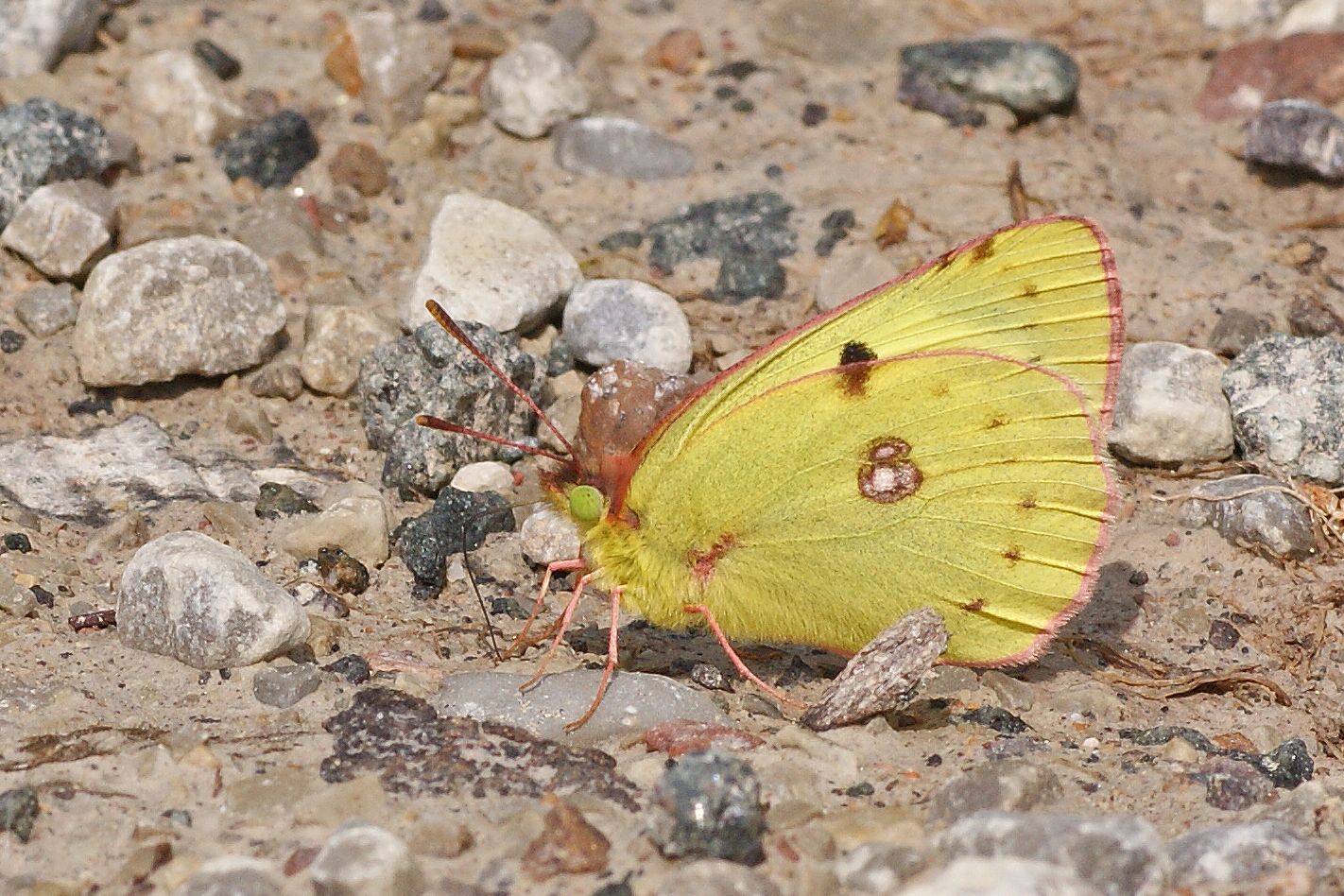 Hufeisenklee-Gelbling (Colias alfacariensis), Männchen