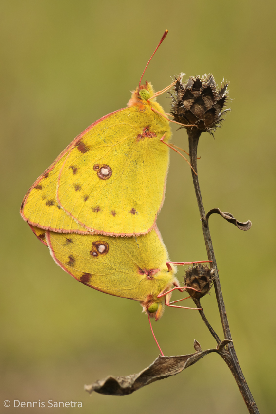 Hufeisenklee-Gelbling (Colias cf. alfacariensis)