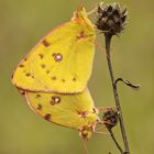 Hufeisenklee-Gelbling (Colias cf. alfacariensis)