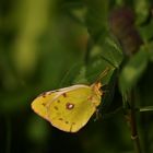 Hufeisenklee-Gelbling (Colias hyale/alfacariensis )