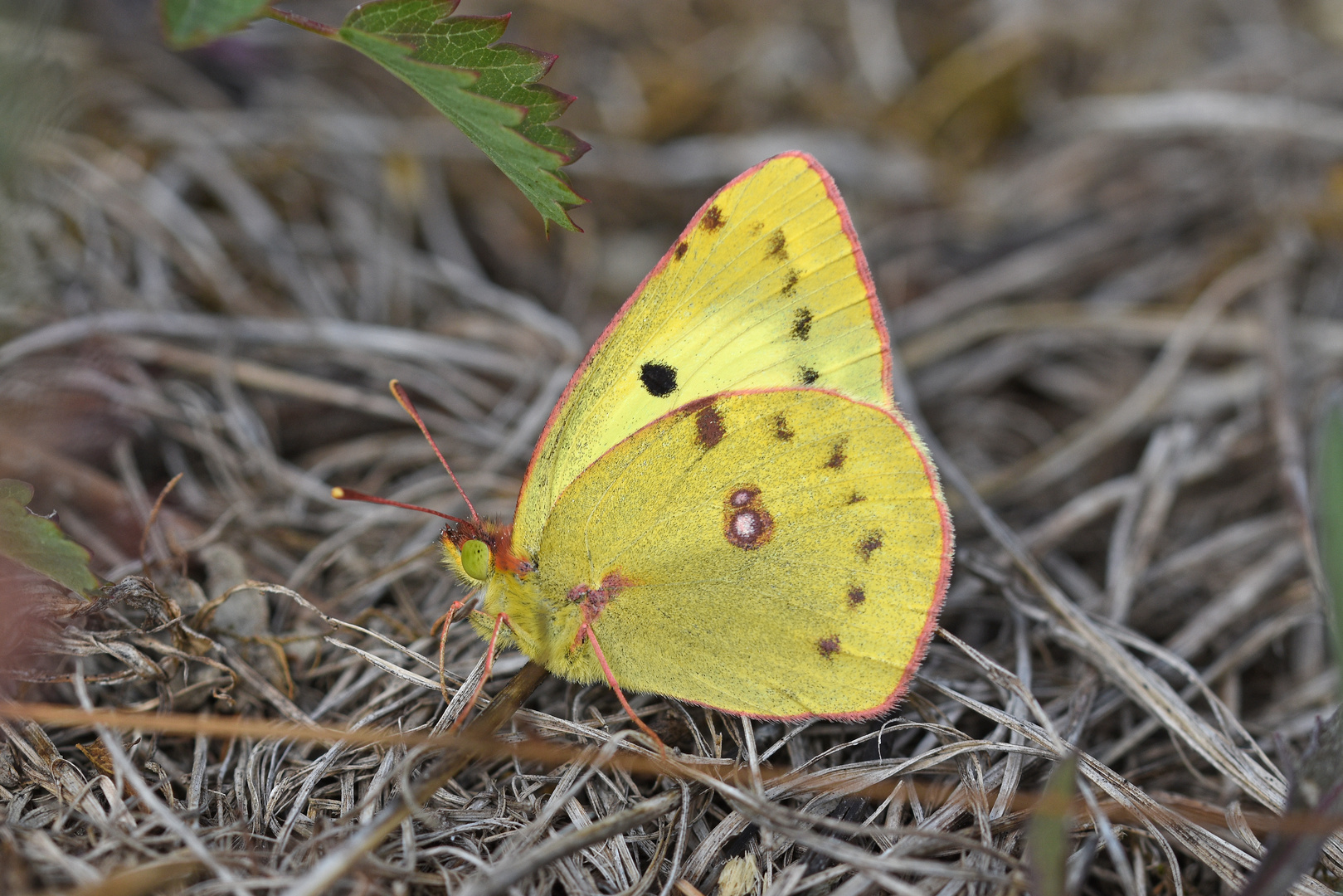 Hufeisenklee-Gelbling ...