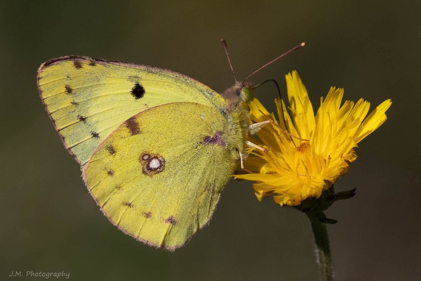 Hufeisenklee-Gelbling oder Goldene Acht ?