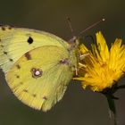 Hufeisenklee-Gelbling oder Goldene Acht ?