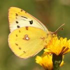 Hufeisenklee-Gelbling oder Südliche Heufalter (Colias alfacariensis)