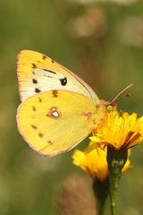 Hufeisenklee-Gelbling oder Südliche Heufalter (Colias alfacariensis)