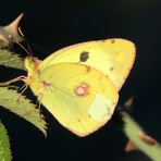 Hufeisenklee-Gelbling oder Südlicher Heufalter mit Macken