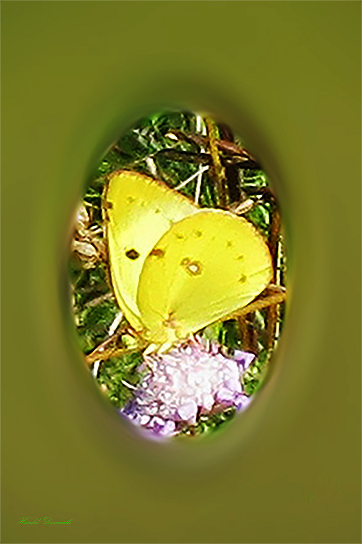 Hufeisenklee-Gelbling(Colias alfacariensis) 