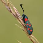 Hufeisenklee-Rotwidderchen (Zygaena transalpina ssp.hippocrepidis)