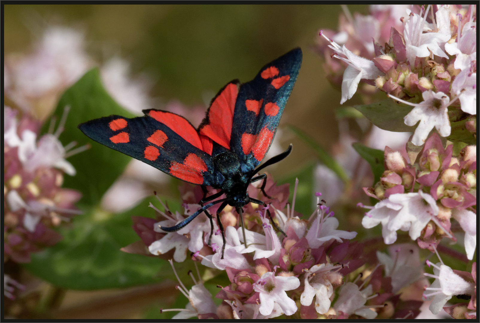 Hufeisenklee - Widderchen (Zygaena transalpina)