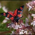 Hufeisenklee - Widderchen (Zygaena transalpina)