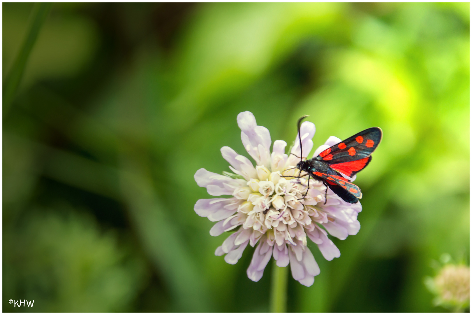 Hufeisenklee-Widderchen (Zygaena transalpina)