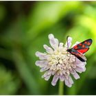 Hufeisenklee-Widderchen (Zygaena transalpina)