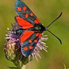 Hufeisenklee-Widderchen (Zygaena transalpina)