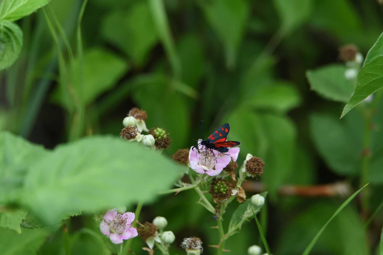 Hufeisenklee-Widderchen (Zygaena transalpina) 