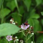 Hufeisenklee-Widderchen (Zygaena transalpina) 