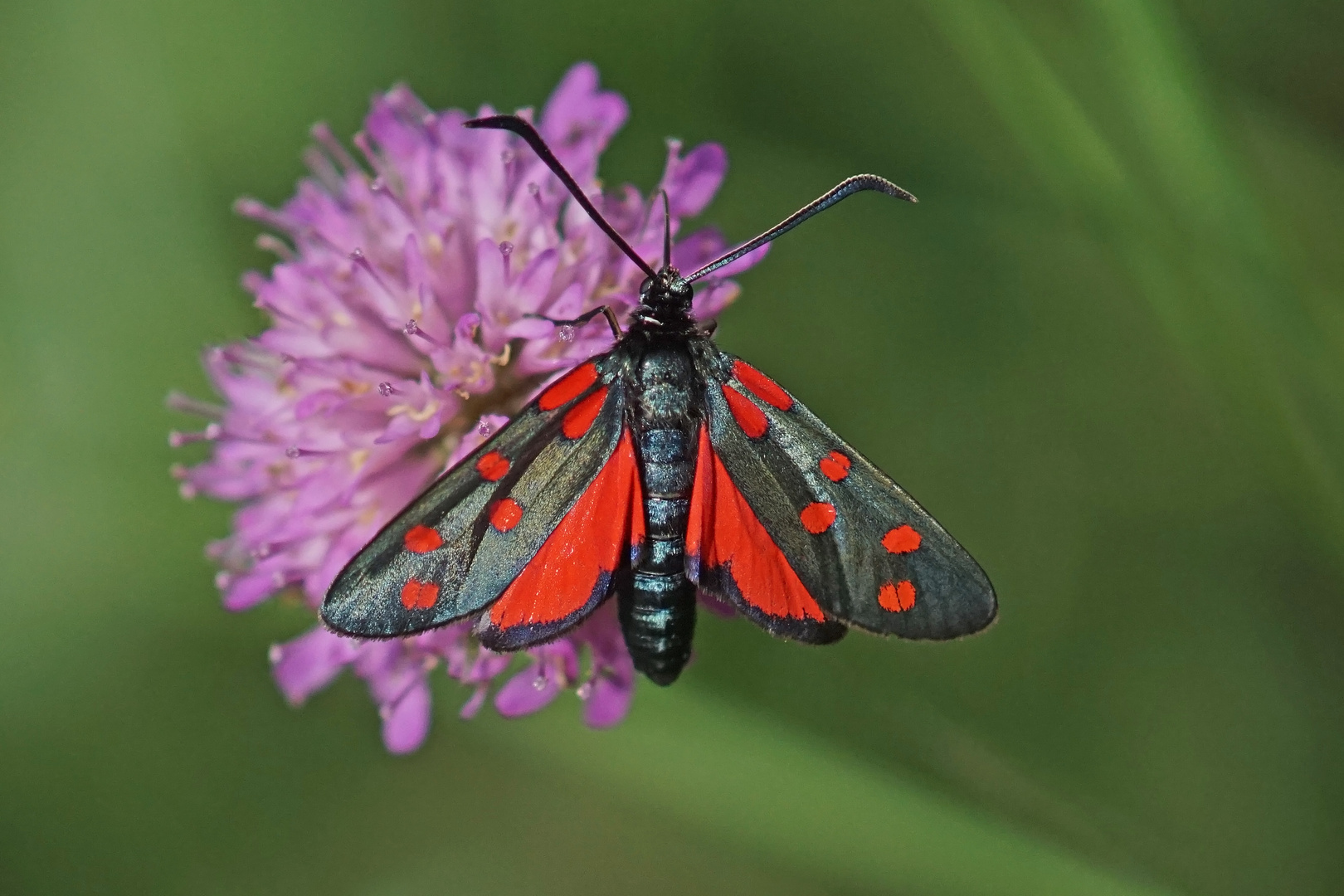 Hufeisenklee-Widderchen (Zygaena transalpina)