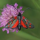 Hufeisenklee-Widderchen (Zygaena transalpina)