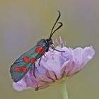 Hufeisenklee-Widderchen (Zygaena transalpina)