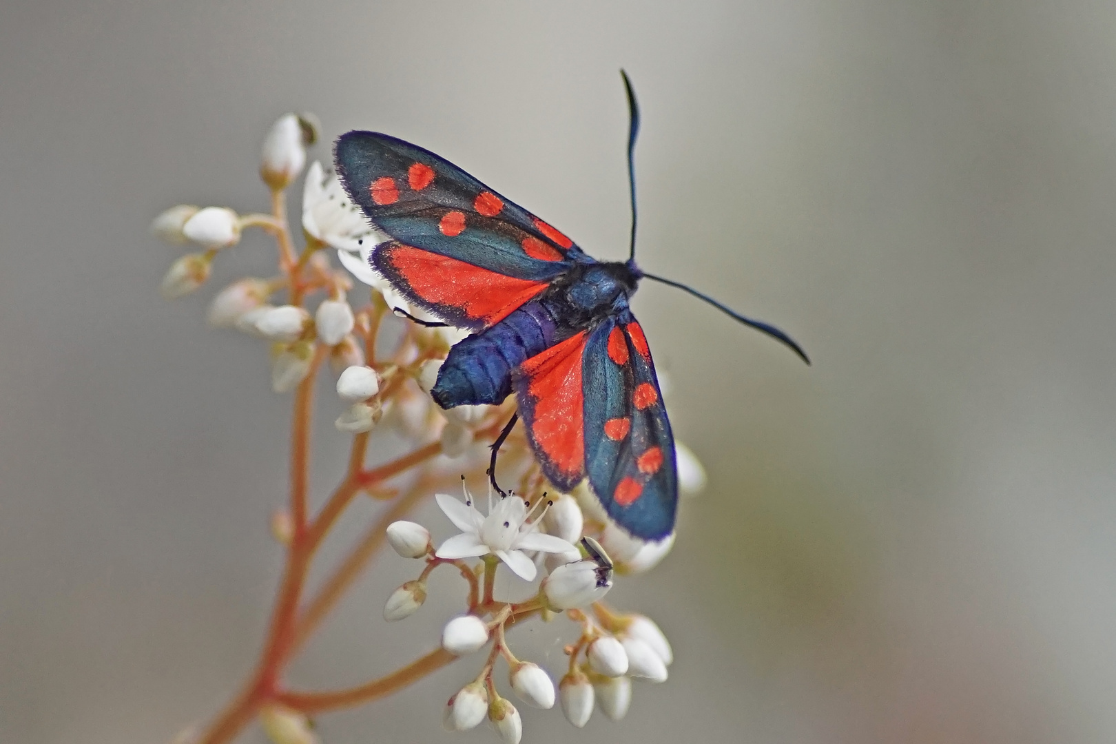 Hufeisenklee-Widderchen (Zygaena transalpina)