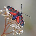 Hufeisenklee-Widderchen (Zygaena transalpina)