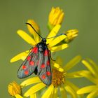 Hufeisenklee-Widderchen (Zygaena transalpina ssp. Hippocrepides)